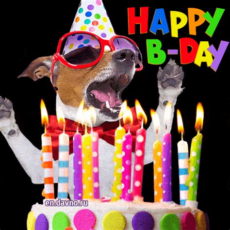 happy birthday gif dog|funny dog happy birthday images.